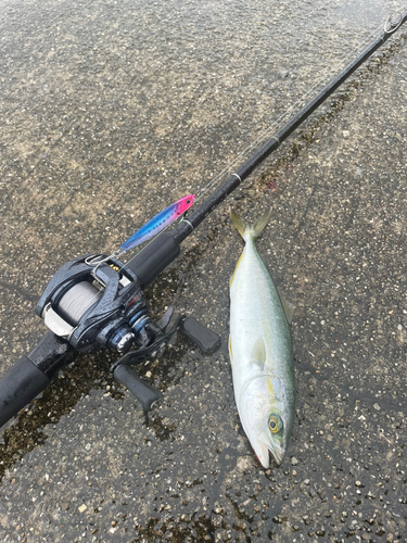 ツバスの釣果