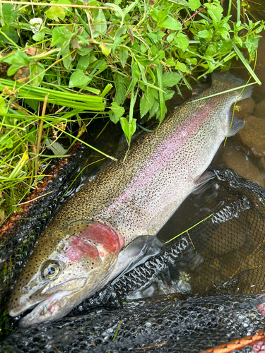 ニジマスの釣果