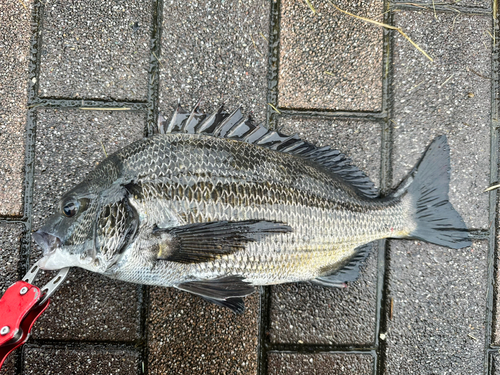 クロダイの釣果