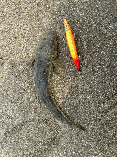 マゴチの釣果