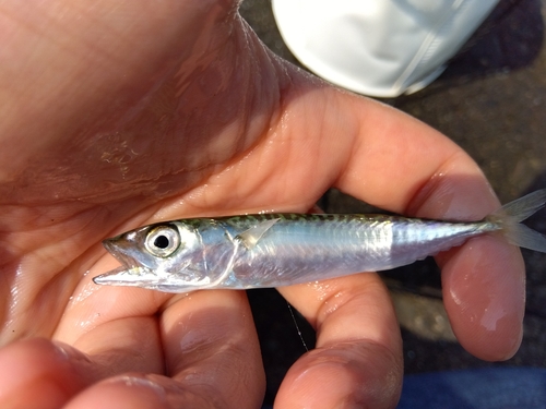 サバの釣果