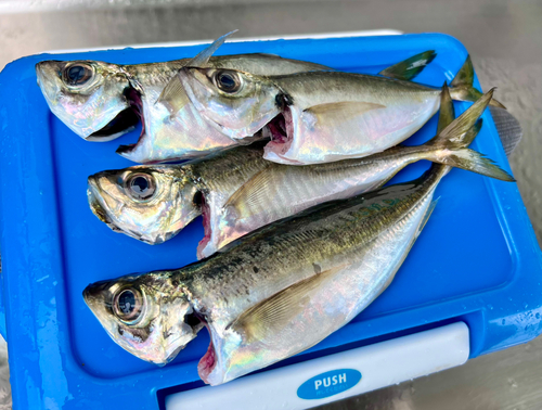 アジの釣果