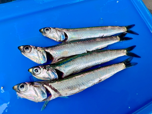 カタクチイワシの釣果