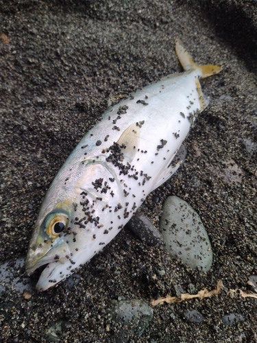 ワカシの釣果