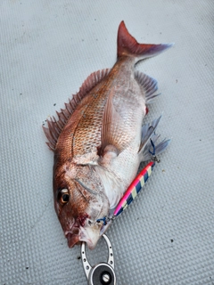 タイの釣果