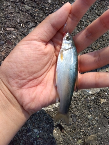 ウグイの釣果