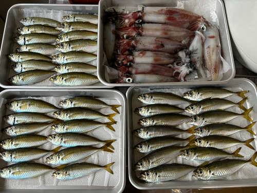 アジの釣果