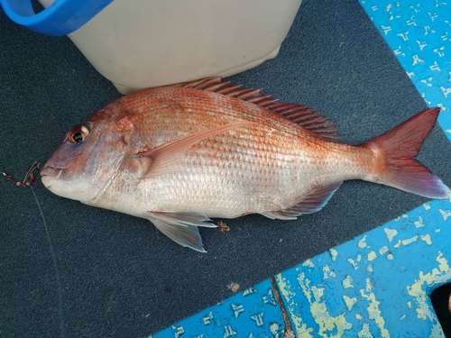 マダイの釣果