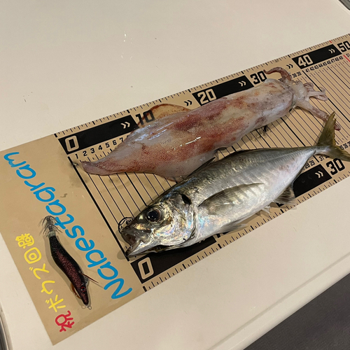 マイカの釣果