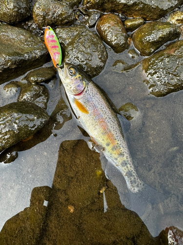 ニジマスの釣果