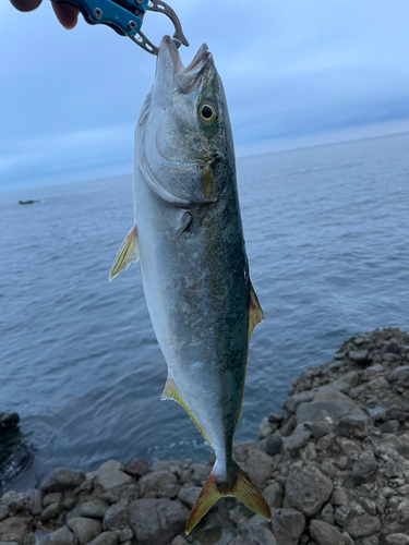 イナダの釣果