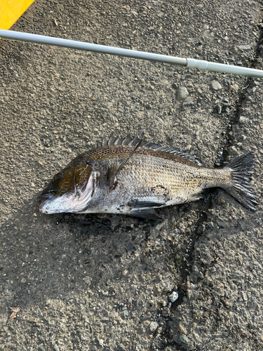 クロダイの釣果