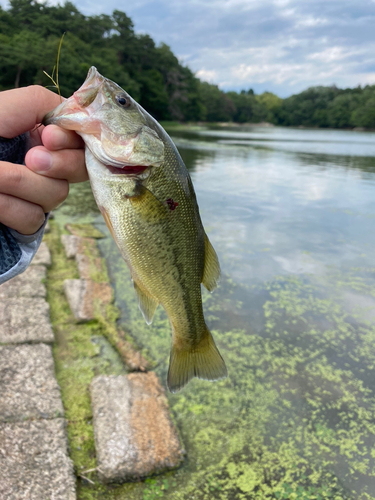 ラージマウスバスの釣果