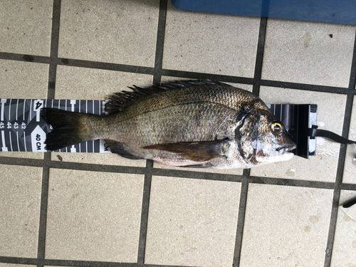 クロダイの釣果