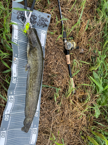 ナマズの釣果