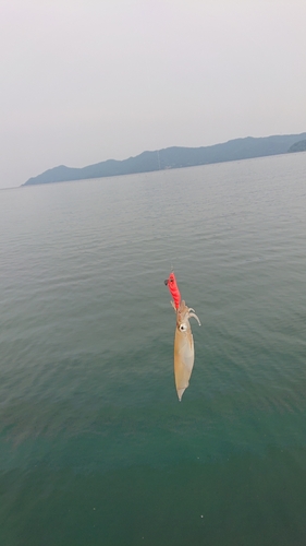 イカの釣果