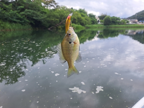 ブルーギルの釣果