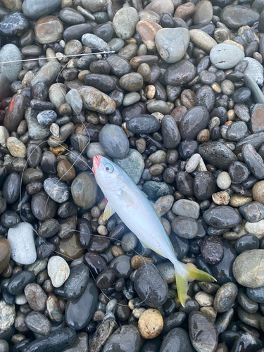 ワカシの釣果