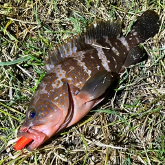 アコウの釣果