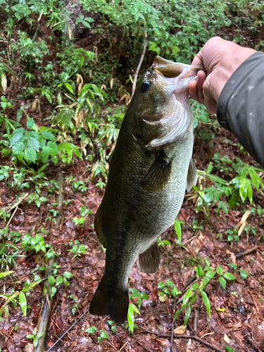 ラージマウスバスの釣果