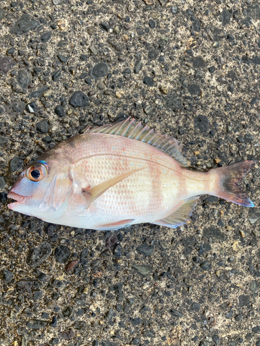 マダイの釣果