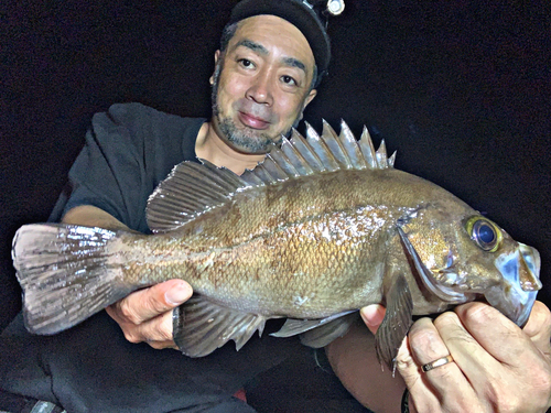 メバルの釣果