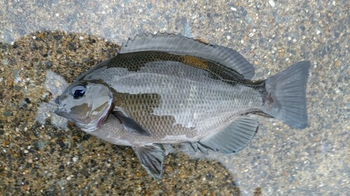 メジナの釣果