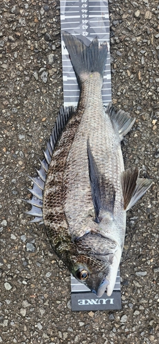 チヌの釣果