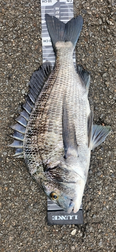 チヌの釣果