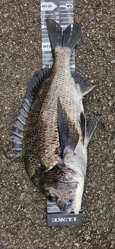 チヌの釣果