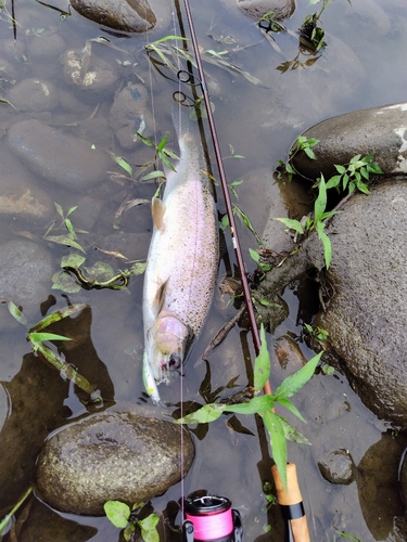 ニジマスの釣果