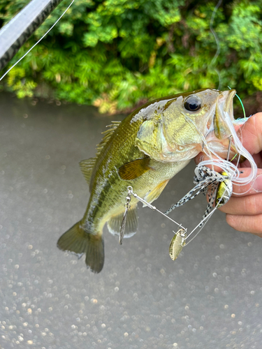 ラージマウスバスの釣果