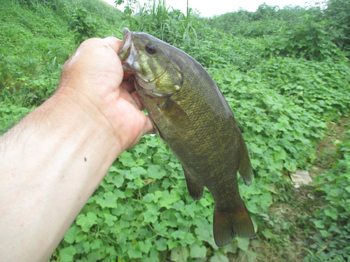 スモールマウスバスの釣果