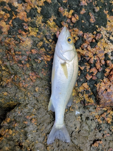 キスの釣果