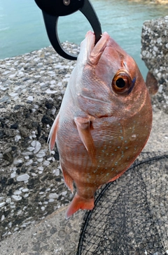 タイの釣果