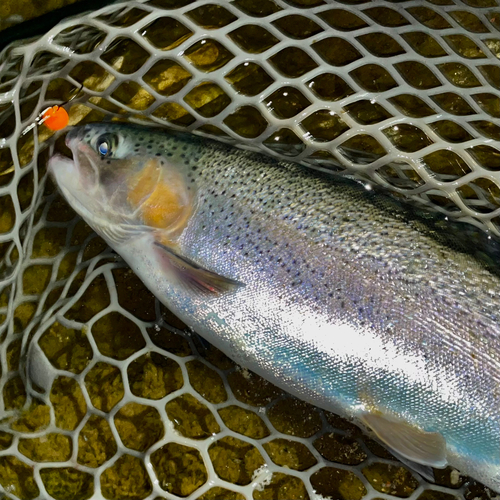 ニジマスの釣果