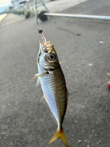 マアジの釣果