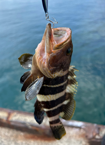 アオハタの釣果