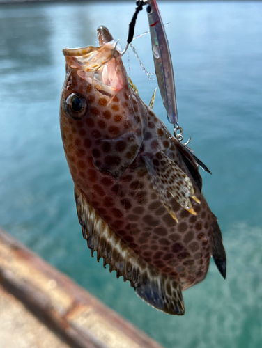 オオモンハタの釣果