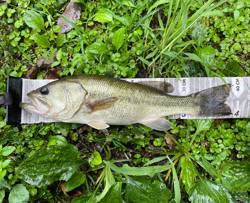 ラージマウスバスの釣果