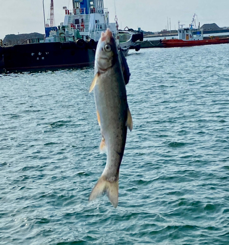 ウグイの釣果