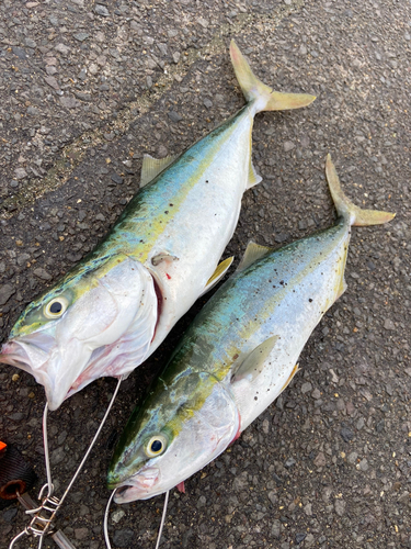 イナダの釣果