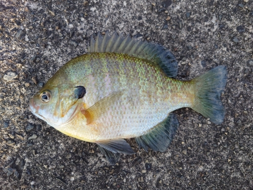 ブルーギルの釣果