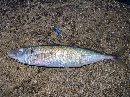 マルアジの釣果