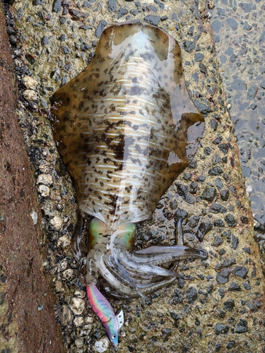 アオリイカの釣果