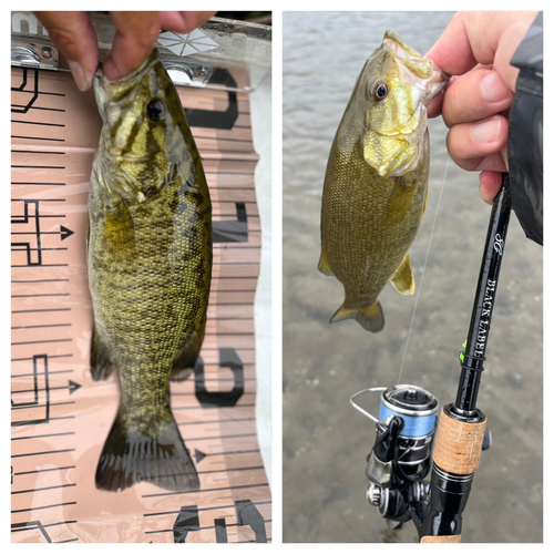 スモールマウスバスの釣果