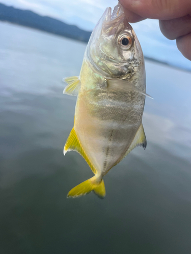 メッキの釣果