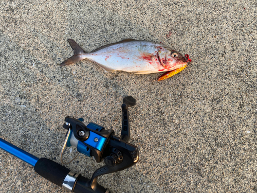 ショゴの釣果