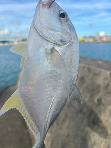 ガーラの釣果