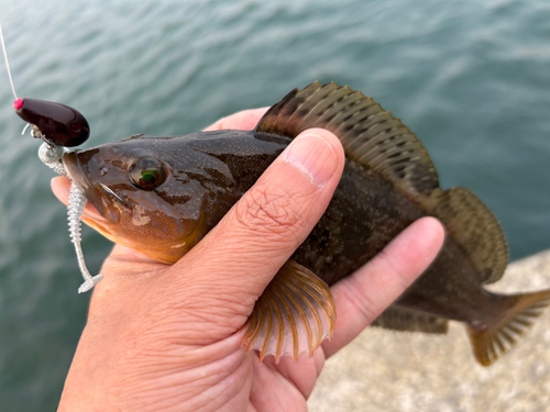 アイナメの釣果